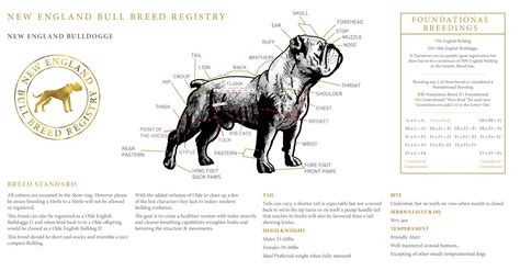 new england bulldog registration.